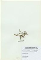 藏品(乳頭軟骨凹頂藻)的圖片